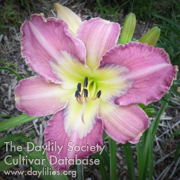 Daylily Electric Weasel